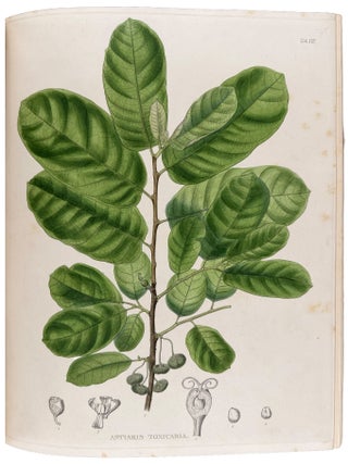 Plant&aelig; Javanic&aelig; Rariores, descript&aelig; iconibusque illustrat&aelig;, quas in insula Java, annis 1802-1818, legit et investigavit