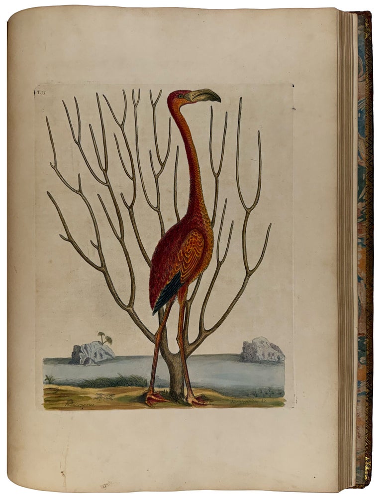 Item #42812 The Natural History of Carolina, Florida, and the Bahama Islands: containing the figures of birds, beasts, fishes, serpents, insects, and plants; particularly, those not hitherto described, or incorrectly figured by former authors, with their descriptions in English and French. Mark CATESBY.