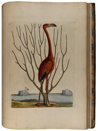 Item #42812 The Natural History of Carolina, Florida, and the Bahama Islands: containing the...