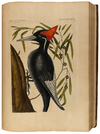 The Natural History of Carolina, Florida, and the Bahama Islands: containing the figures of birds, beasts, fishes, serpents, insects, and plants; particularly, those not hitherto described, or incorrectly figured by former authors, with their descriptions in English and French