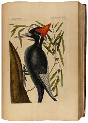 The Natural History of Carolina, Florida, and the Bahama Islands: containing the figures of birds, beasts, fishes, serpents, insects, and plants; particularly, those not hitherto described, or incorrectly figured by former authors, with their descriptions in English and French