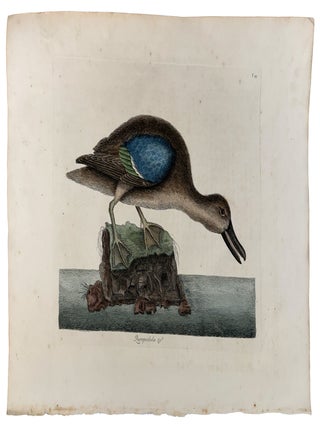 Item #42978 Querquedula [Blue-Winged Teal]. Mark CATESBY