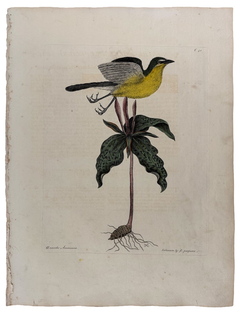 Item #42979 Oenanthe Americana & Solanum purpureo [Yellow Breasted Chat with Spotted Wakerobin]. Mark CATESBY.