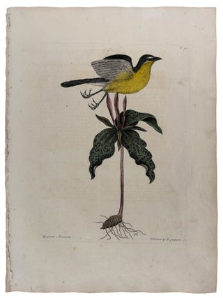Item #42979 Oenanthe Americana & Solanum purpureo [Yellow Breasted Chat with Spotted...