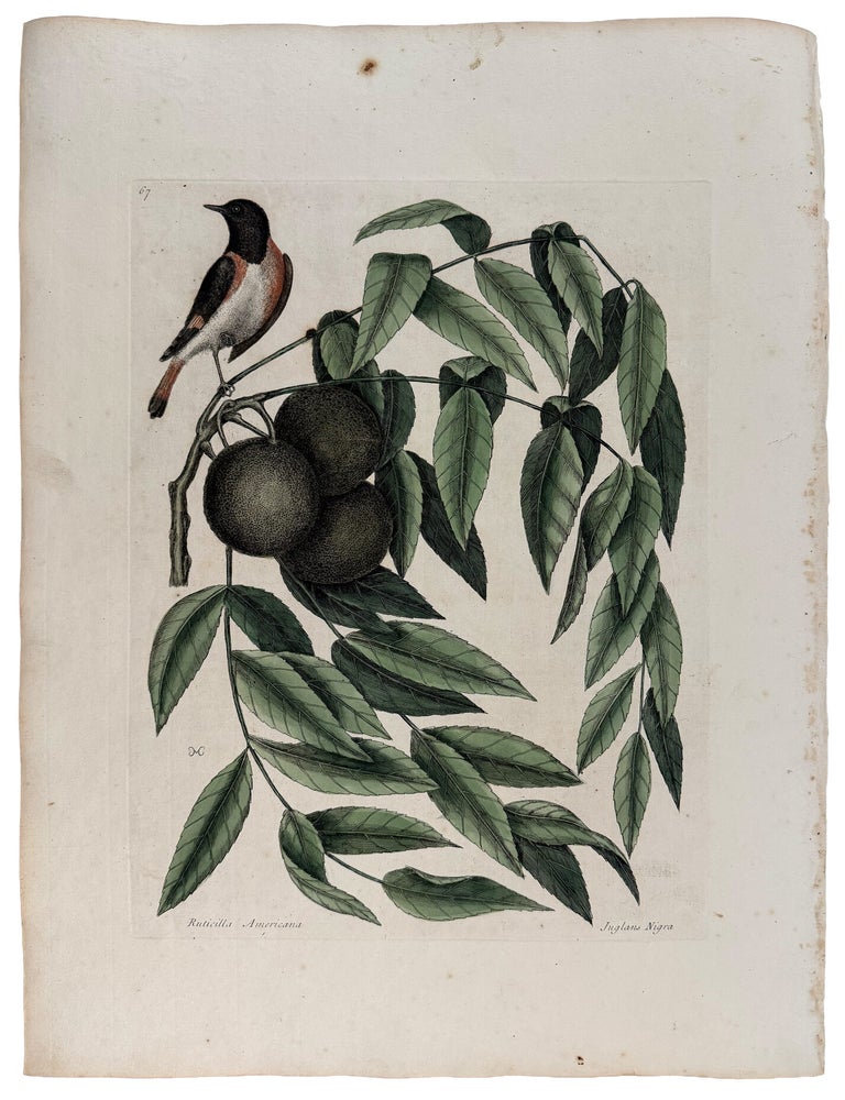 Item #42980 Reticilla Americana & Juglans Nigra [Redstart with Black Walnut]. Mark CATESBY.