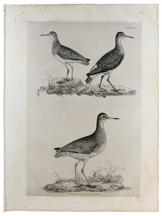 Item #42983 [Plate XVI] Common Redshank, Winter Plumage (Tringa tetanus), Green Sandpiper (Tringa...