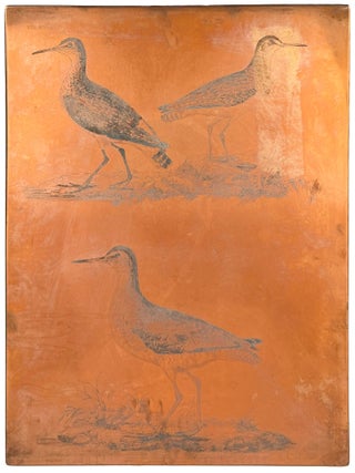 [Plate XVI] Common Redshank, Winter Plumage (Tringa tetanus), Green Sandpiper (Tringa ochropus) and Wood Sandpiper (Tringa glareola)