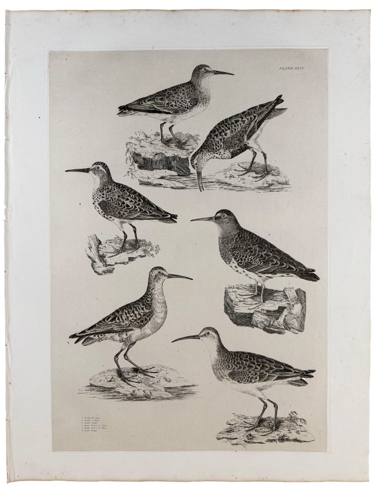 Item #42985 [Plate XXVI] Dunlin Winter Plumage, Dunlin Summer Plumage, Dunlin Young (Calidris alpina), Pigmy Curlew Summer Plumage, Pigmy Curlew Winter Plumage (Numenius minutus), Purple Tringa (Calidris maritima). Prideaux John SELBY.