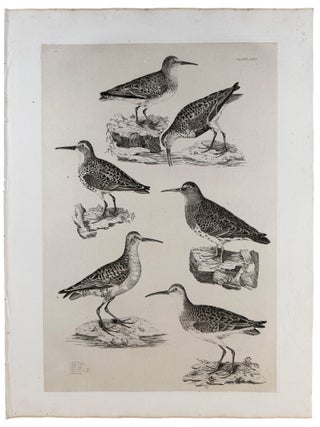 Item #42985 [Plate XXVI] Dunlin Winter Plumage, Dunlin Summer Plumage, Dunlin Young (Calidris...