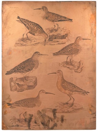 [Plate XXVI] Dunlin Winter Plumage, Dunlin Summer Plumage, Dunlin Young (Calidris alpina), Pigmy Curlew Summer Plumage, Pigmy Curlew Winter Plumage (Numenius minutus), Purple Tringa (Calidris maritima)