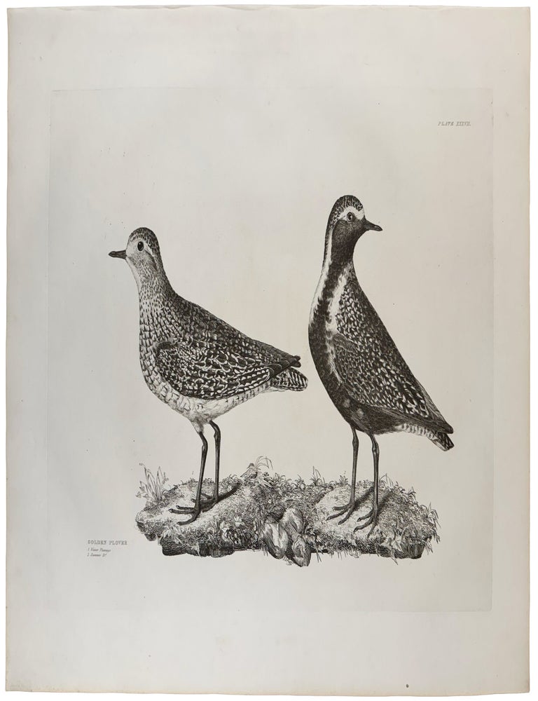 Item #42986 [Plate XXXVII] Golden Plover, Winter Plumage, Summer Plumage (Pluvialis apricaria). Prideaux John SELBY.
