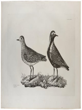 Item #42986 [Plate XXXVII] Golden Plover, Winter Plumage, Summer Plumage (Pluvialis apricaria)....
