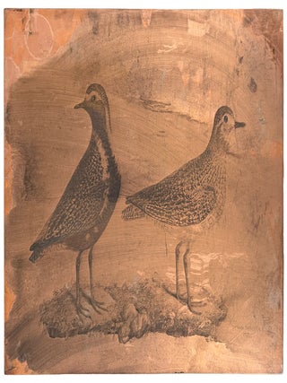 [Plate XXXVII] Golden Plover, Winter Plumage, Summer Plumage (Pluvialis apricaria)