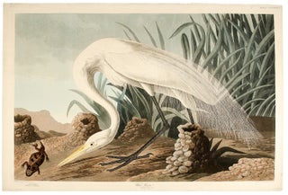 Item #4370 White Heron [Great Egret]. John James AUDUBON