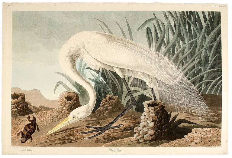 Item #4370 White Heron [Great Egret]. John James AUDUBON.