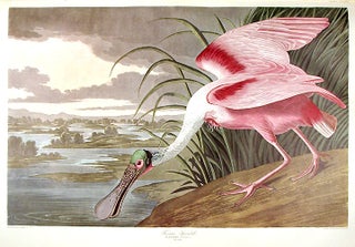 Item #7766 Roseate Spoonbill. From "The Birds of America" (Amsterdam Edition). John James AUDUBON
