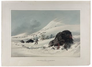 Item #8419 [Dying Buffalo Bull in a Snow Drift. George CATLIN