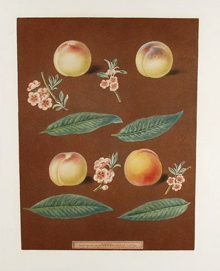 Item #8451 [Peach] White Avant Peach; Bears Red Avant; White Magdalen; Red Magdalen. After George...